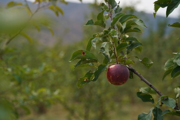 Ripe seasonal apples on tree branches in the garden