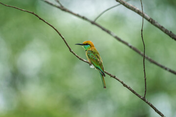 Green Bee-Eater
