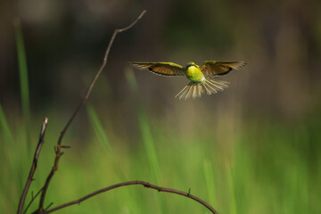 Green Bee-Eater, Little Green bee-eater