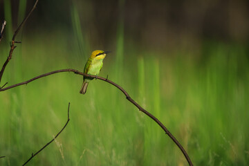 Green Bee-Eater, Little Green bee-eater