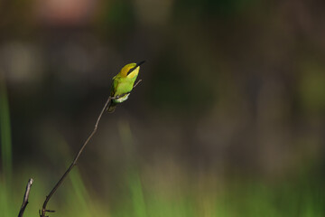 Green Bee-Eater, Little Green bee-eater