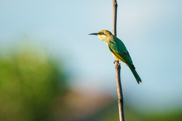 Green Bee-Eater, Little Green bee-eater, Merops Orientalis