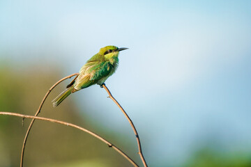 Green Bee-Eater, Little Green bee-eater, Merops Orientalis