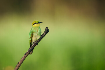 Green Bee-Eater, Little Green bee-eater, Merops Orientalis