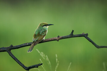 Green Bee-Eater, Little Green bee-eater, Merops Orientalis