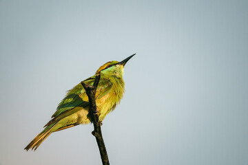 Green Bee-Eater, Little Green bee-eater