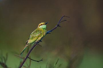 Green Bee-Eater, Little Green bee-eater