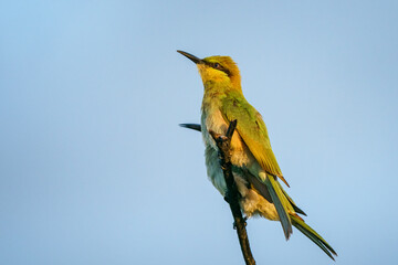 Green Bee-Eater, Little Green bee-eater