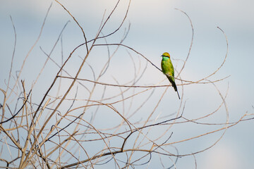 Green Bee-Eater, Little Green bee-eater