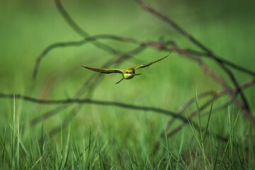 Little Green bee-eater