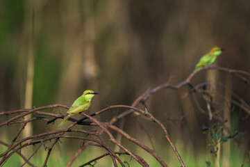 Green Bee-Eater, Little Green bee-eater