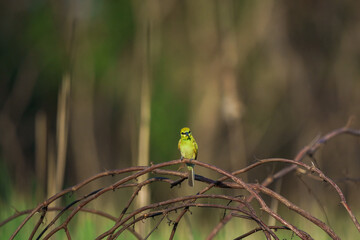 Green Bee-Eater, Little Green bee-eater