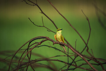 Green Bee-Eater birds perched on a branch.