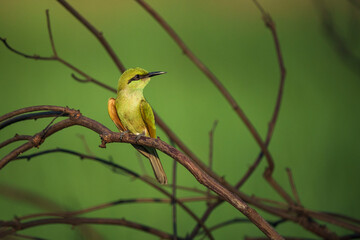 Green Bee-Eater birds perched on a branch.
