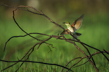 Little Green bee-eater