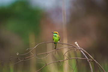 Little Green bee-eater