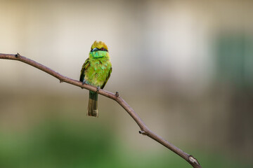 Little Green bee-eater