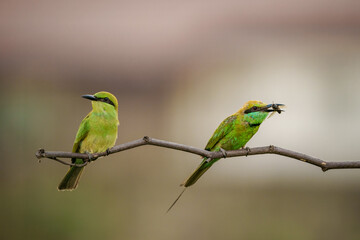 Little Green bee-eater