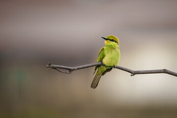 Little Green bee-eater