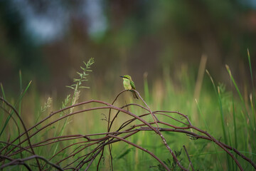 Little Green bee-eater