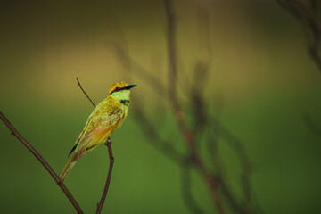 Green Bee-Eater birds perched on a branch.