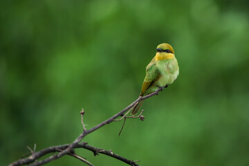 Green Bee-Eater, Little Green bee-eater, Merops Orientalis