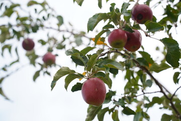 Ripe seasonal apples on tree branches in the garden