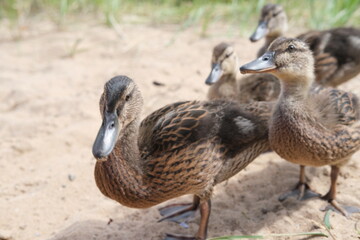 Ducklings came out of a stream overgrown with grass to eat.