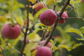 Ripe seasonal apples on tree branches in the garden