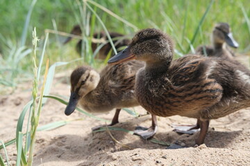 Ducklings came out of a stream overgrown with grass to eat.