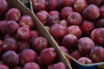 The harvested apples are laid out in containers