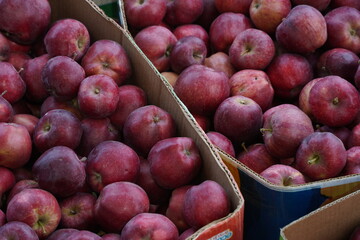 The harvested apples are laid out in containers