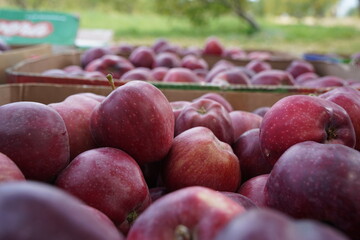 The harvested apples are laid out in containers