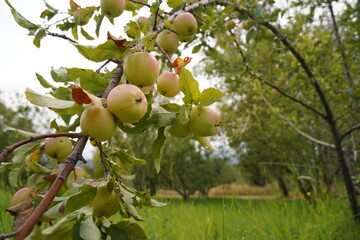 Ripe seasonal apples on tree branches in the garden