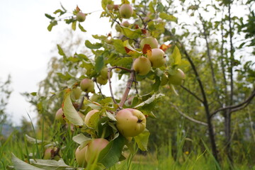 Ripe seasonal apples on tree branches in the garden
