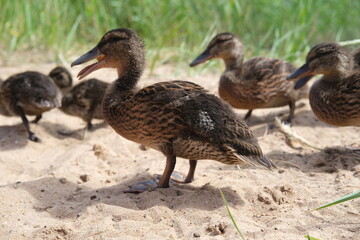 Ducklings came out of a stream overgrown with grass to eat.