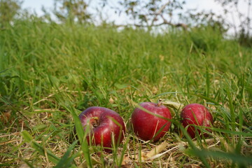 Overripe apples on the grass in the garden