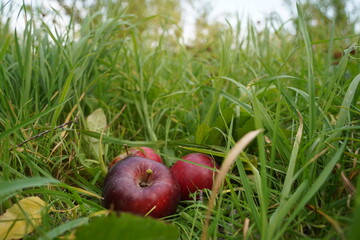 Overripe apples on the grass in the garden