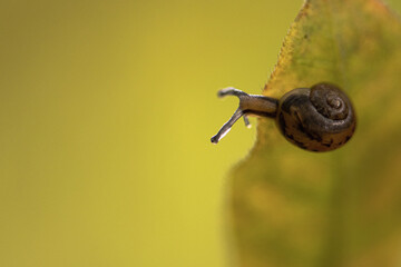 sonniger Oktobertag, Schnecke auf Herbstblatt, close up, gelb/grün Touch