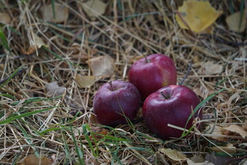 Overripe apples on the grass in the garden