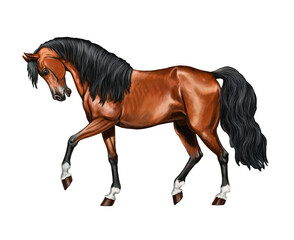 Beautiful arabian horse. Portrait of a horse. Digital equine drawing.	