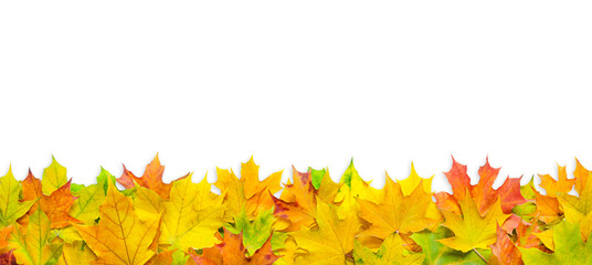 bright multicolored maple leaves isolated on white background. banner with autumn leaves border