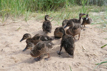 Ducklings came out of a stream overgrown with grass to eat.