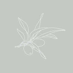 Vector illustration olive branch - simple linear style. Composition with olives.