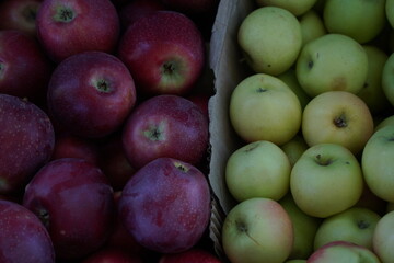 The harvested apples are laid out in containers