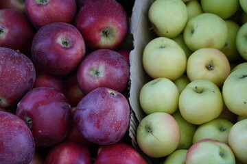 The harvested apples are laid out in containers