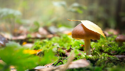 small mushroom with a leaf on a cap in the forest