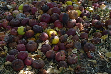Overripe apples on the grass in the garden