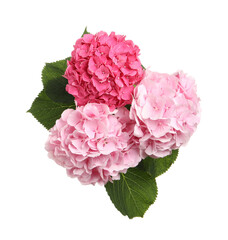 Bouquet of beautiful hortensia flowers on white background, top view