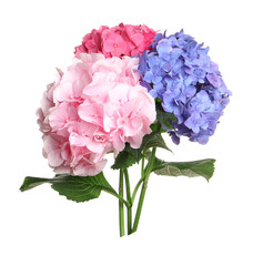 Bouquet of beautiful hortensia flowers on white background